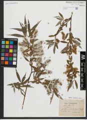 Foto von Salix alba L.